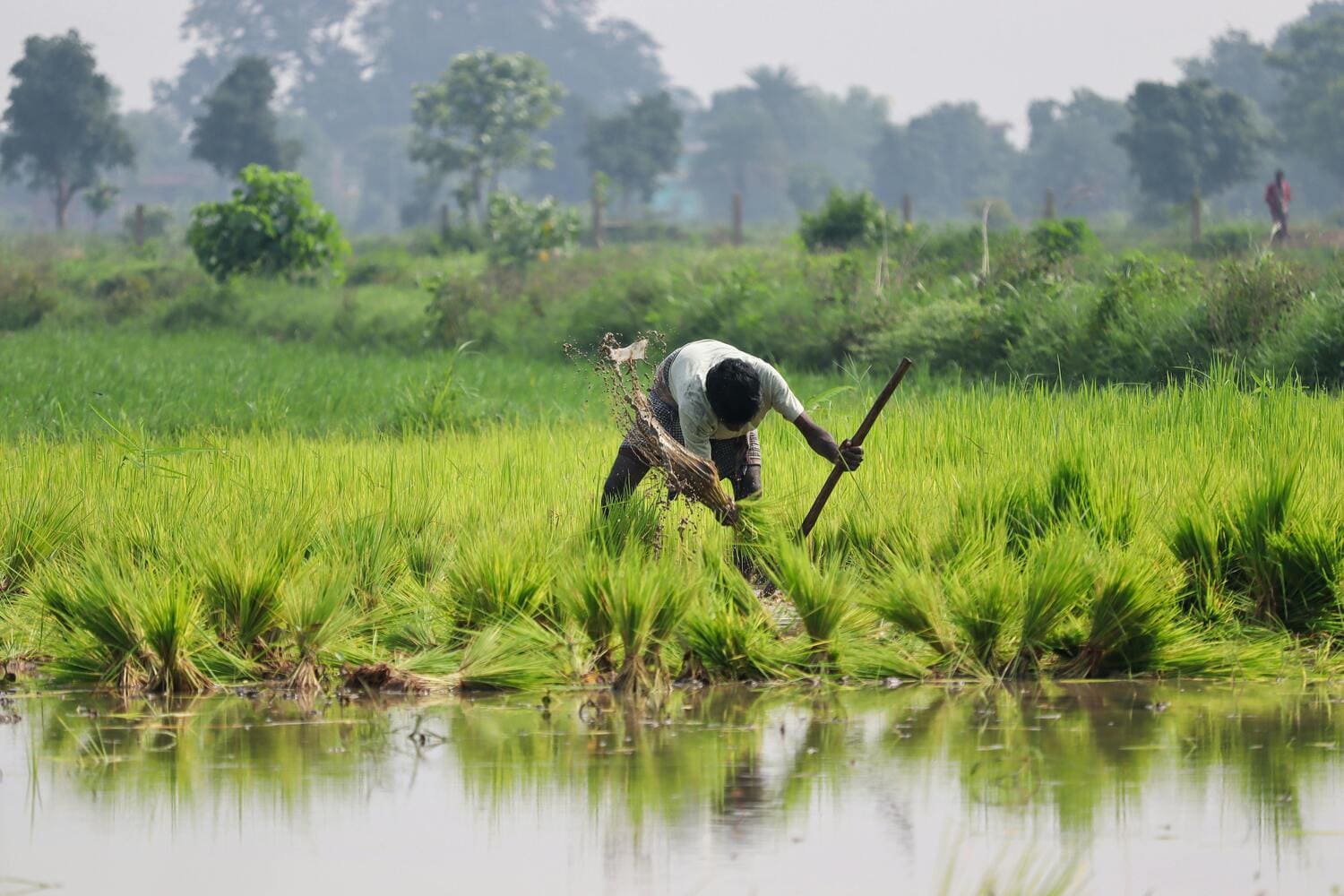 Plant Nutrition